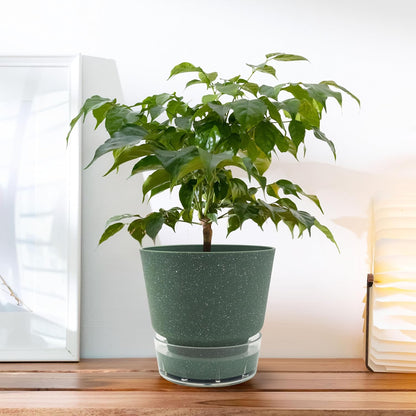 Self-Watering Planter